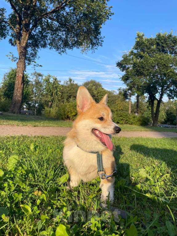 Собаки в Санкт-Петербурге: Щенок вельш корги девочка 4месяца Девочка, 45 000 руб. - фото 5