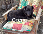 Собаки в Санкт-Петербурге: Песик Стёпа в добрые руки Мальчик, Бесплатно - фото 2