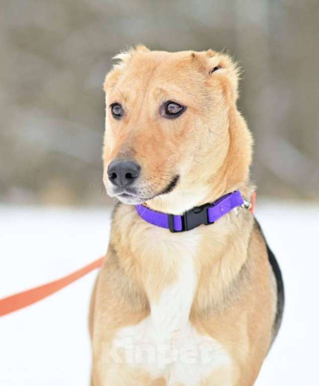 Собаки в Москве: Ласка в поисках дома и любящей семьи Девочка, Бесплатно - фото 5