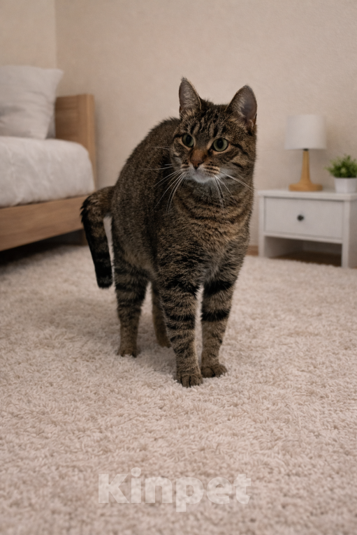 Кошки в других городах Ленинградской области: Мира прошла сложный путь- нужен хозяин Девочка, Бесплатно - фото 3