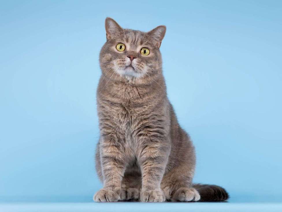 Кошки в Москве: Нежный ласковый котик Митенька в добрые руки Мальчик, Бесплатно - фото 5