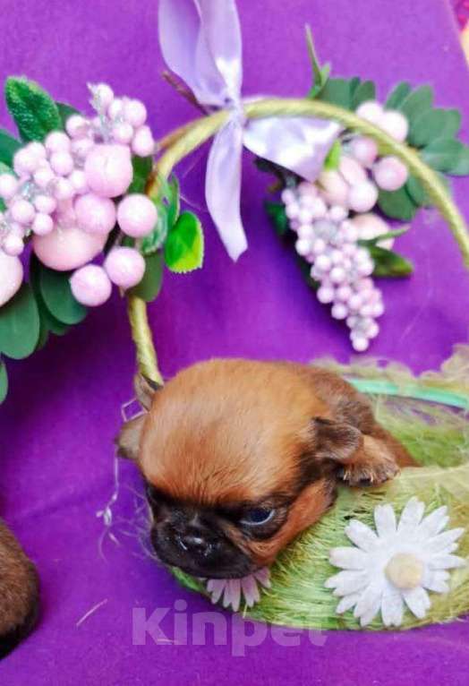 Собаки в Москве: Рыжий мальчик пти-брабансон на июль Мальчик, 40 000 руб. - фото 3