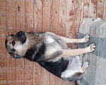 Собаки в Волгограде: Ищем дом Мальчик, 1 руб. - фото 4
