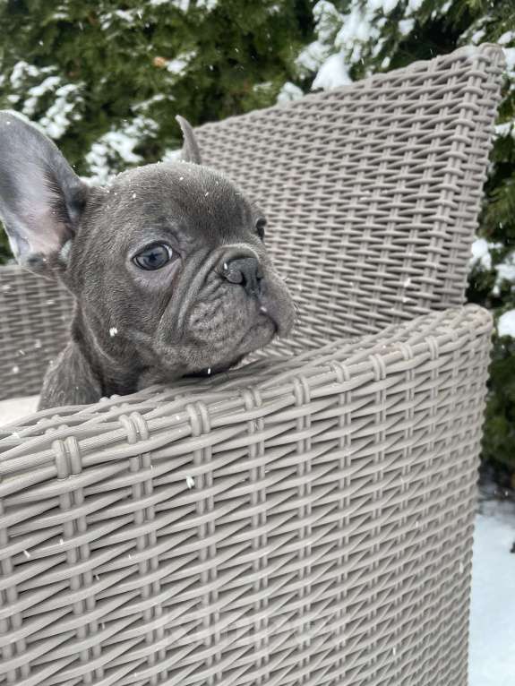 Собаки в других городах Краснодарского края: Французский бульдог в голубом окрасе Мальчик, 35 000 руб. - фото 6
