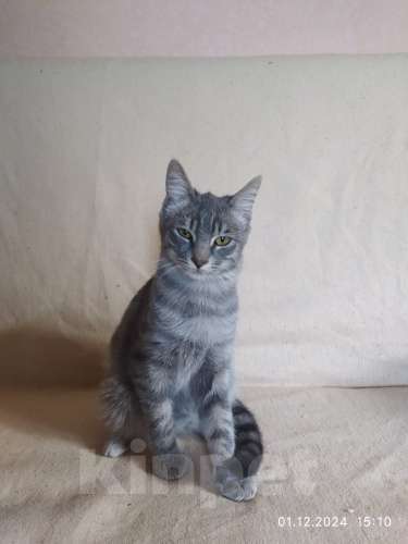 Кошки в Севастополе: Серебристый мальчик Мальчик, 100 руб. - фото 2