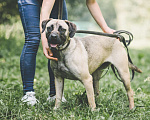 Собаки в Видном: Фреса Девочка, Бесплатно - фото 1