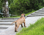 Собаки в Ханты-Мансийске: Щенки бульмастифа Мальчик, 50 000 руб. - фото 18