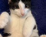 Кошки в Москве: Черно-белый котенок девочка Шанти, 4 месяца Девочка, Бесплатно - фото 2