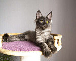 Кошки в Малмыже: Мейн-кун, 5 000 руб. - фото 3
