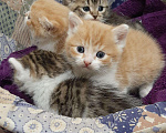 Кошки в Тамбове: Шотландский Котик., Бесплатно - фото 2