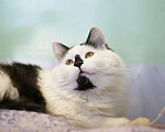 Кошки в Москве: Классный, спокойный и разумный кот Сильвер Мальчик, Бесплатно - фото 2