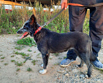 Собаки в Москве: Лилу - веселая небольшая собака в добрые руки Девочка, 100 руб. - фото 6