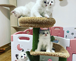 Кошки в Нижнем Новгороде: Котята Рэгдолл Мальчик, 70 000 руб. - фото 1