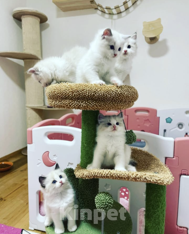 Кошки в Нижнем Новгороде: Котята Рэгдолл Мальчик, 70 000 руб. - фото 1