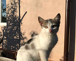 Кошки в Липецке: Маленький котик ищет дом Мальчик, Бесплатно - фото 3