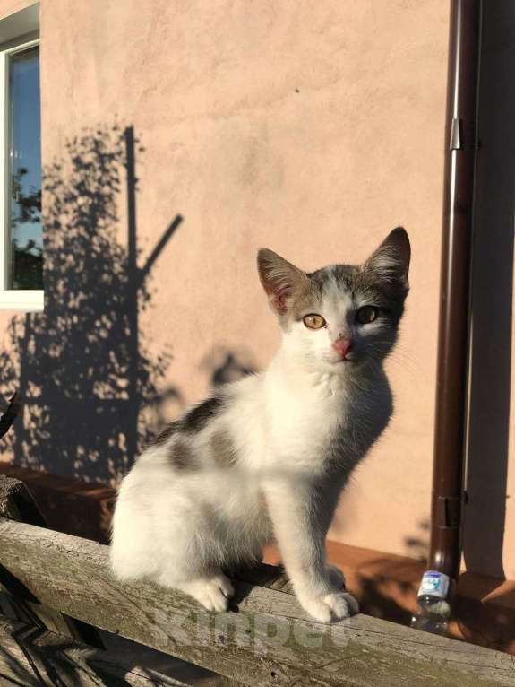 Кошки в Липецке: Маленький котик ищет дом Мальчик, Бесплатно - фото 3