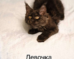 Кошки в Москве: Котенок мейн-кун Девочка, 30 000 руб. - фото 1