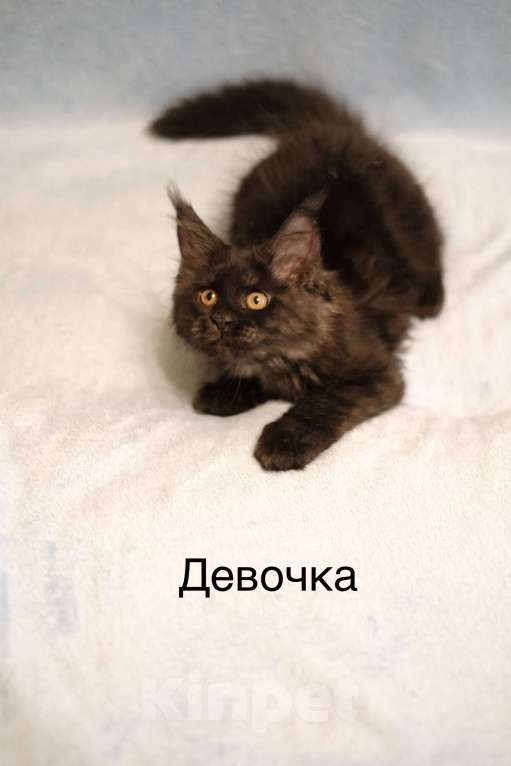 Кошки в Москве: Котенок мейн-кун Девочка, 30 000 руб. - фото 1
