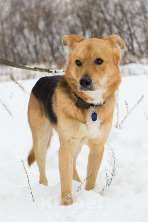Собаки в Москве: Норман Мальчик, Бесплатно - фото 2