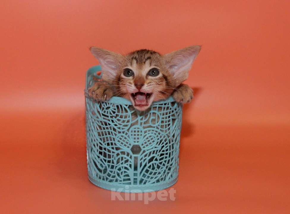 Кошки в Москве: Ориентал на вязку Мальчик, 8 000 руб. - фото 9