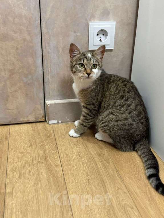 Кошки в Мытищах: Красотка Сонечка котенок девочка  Девочка, Бесплатно - фото 2