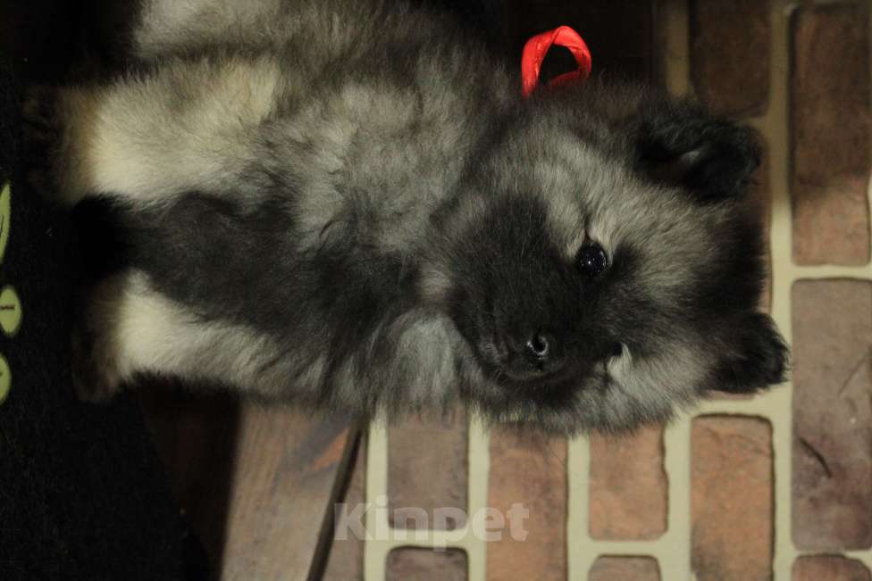 Собаки в Новосибирске: Кеесхонд (вольфшпиц) Мальчик, Бесплатно - фото 2