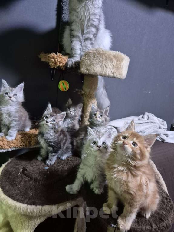 Кошки в Красногорске: Классика и полидакты Девочка, 18 000 руб. - фото 2