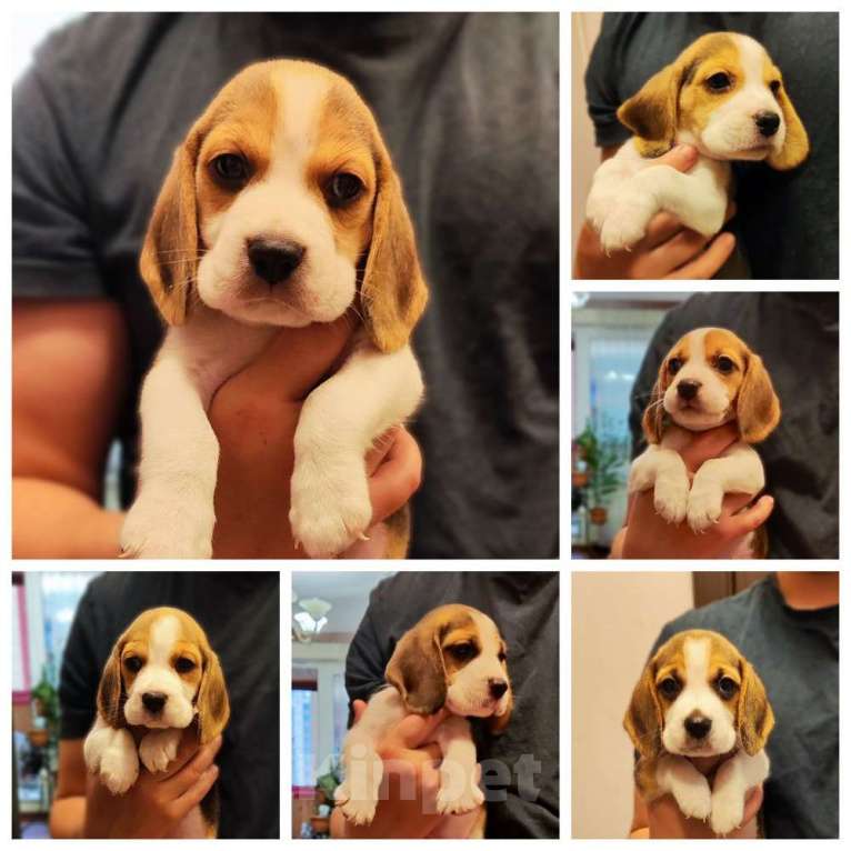 Собаки в Санкт-Петербурге: Бигль, кобель, вязка Мальчик, Бесплатно - фото 2