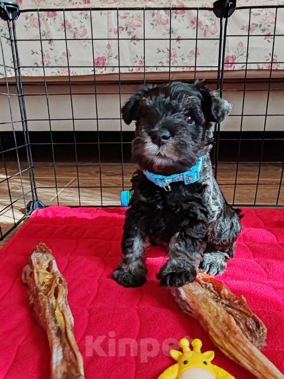 Собаки в Москве: Щенки цвергшнауца окраса черный с серебром. Разнополые, Бесплатно - фото 9