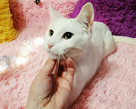 Кошки в Санкт-Петербурге: Белый кот 10мес. ищет дом  Мальчик, 200 руб. - фото 10