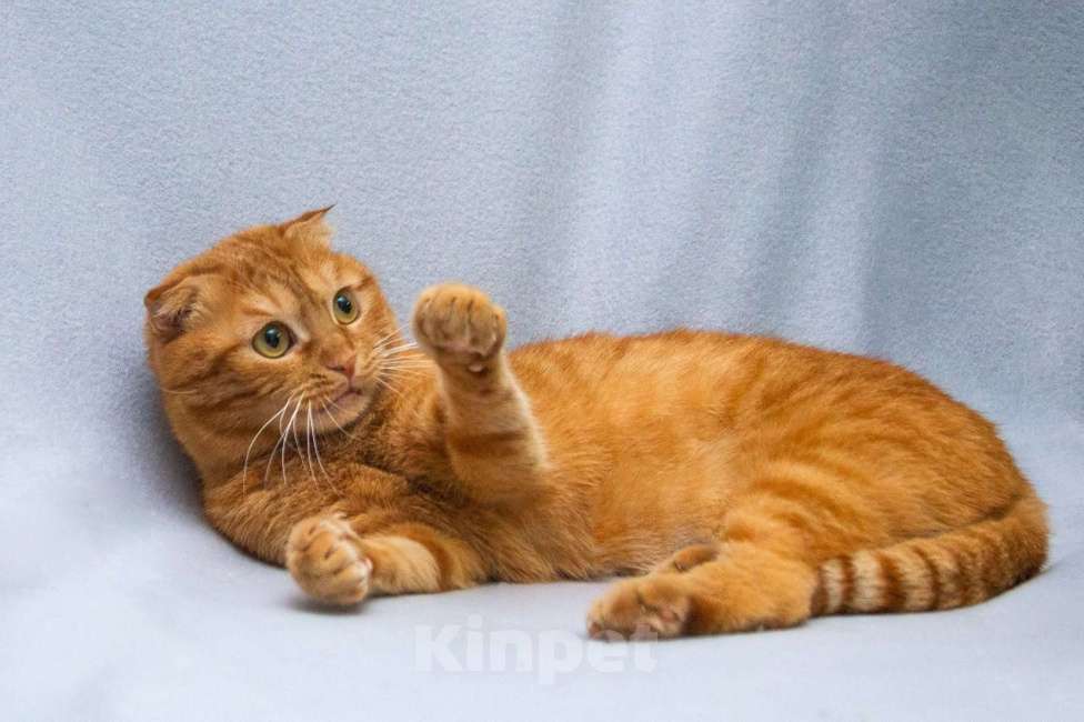 Кошки в Москве: Рыжая шотландская вислоухая кошка Манго в добрые руки Девочка, 1 руб. - фото 5