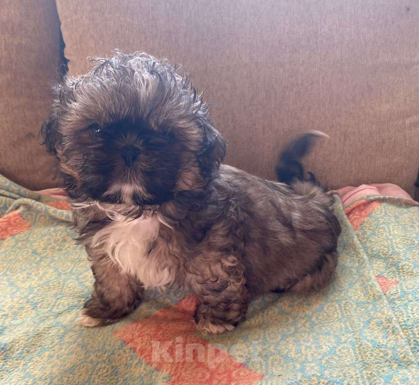 Собаки в Санкт-Петербурге: Великолепный золотой мальчик ши тцу Мальчик, 35 000 руб. - фото 3