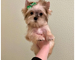 Собаки в Москве: Мини йорк золотая девочка бэби фейс Девочка, 80 000 руб. - фото 5