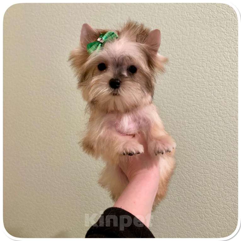 Собаки в Москве: Мини йорк золотая девочка бэби фейс Девочка, 80 000 руб. - фото 5