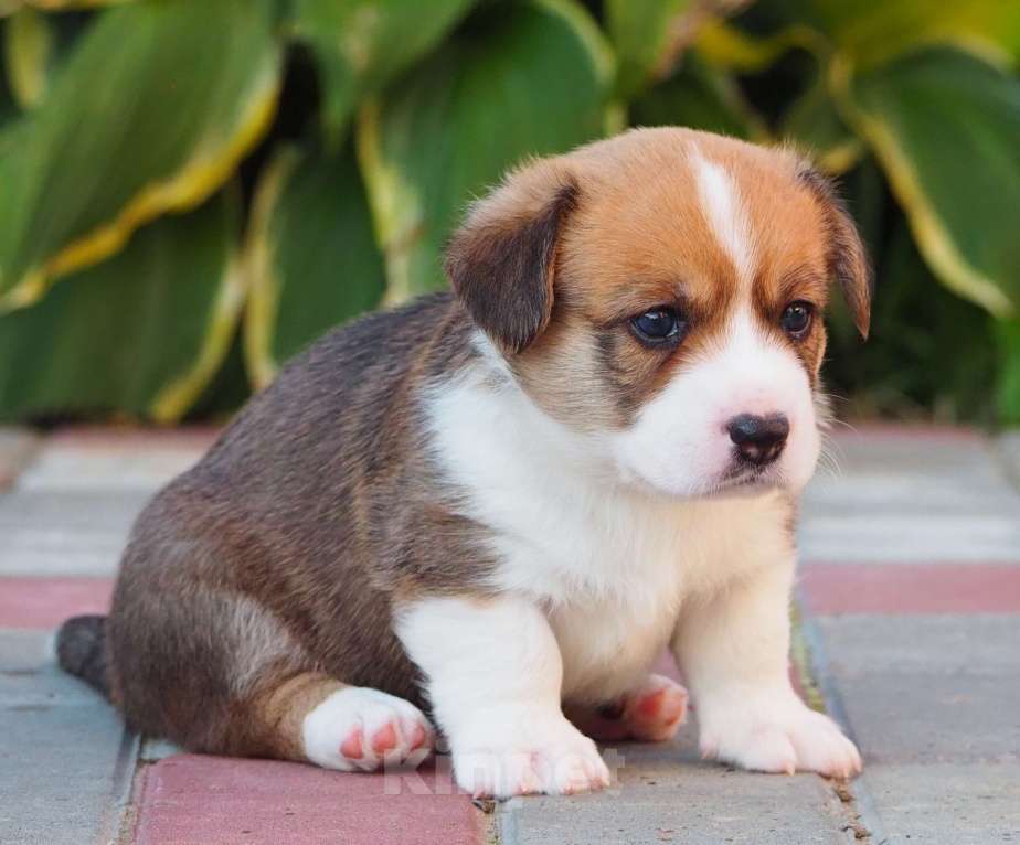 Собаки в Кстово: Шикарный парниша  Мальчик, Бесплатно - фото 6