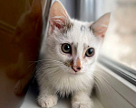 Кошки в Москве: Котенок Митя ищет дом Мальчик, Бесплатно - фото 1