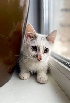 Котенок Митя ищет дом