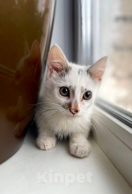 Кошки в Москве: Котенок Митя ищет дом Мальчик, Бесплатно - фото 1
