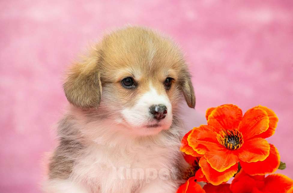 Собаки в Москве: Вельш корги пемброк Мальчик, 40 000 руб. - фото 1