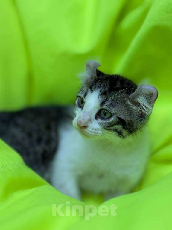 Кошки в Москве: Необыкновенный кот Мальчик, 20 000 руб. - фото 3