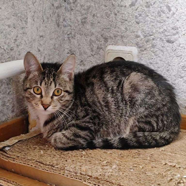 Кошки в Москве: Хороший ласковый котёнок ищет добрые руки Мальчик, Бесплатно - фото 3