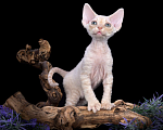 Кошки в Краснодаре: Самсон  Мальчик, 45 000 руб. - фото 4