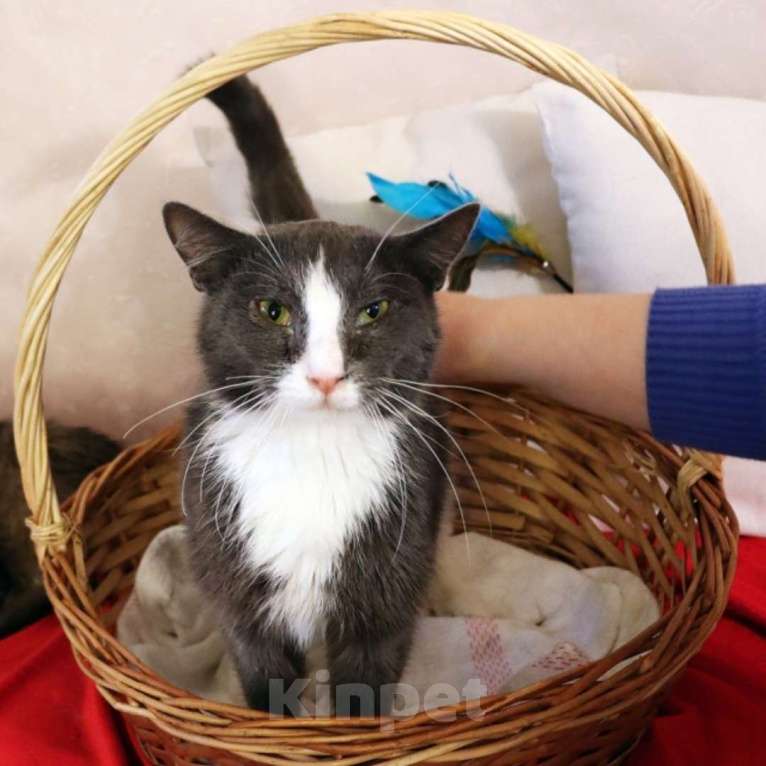 Кошки в Москве: Дымок и Анечка ищут дом Мальчик, Бесплатно - фото 1