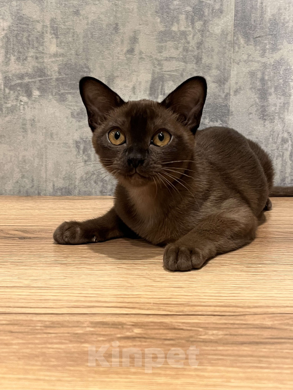 Кошки в Казани: Европейская бурма Девочка, 80 000 руб. - фото 1