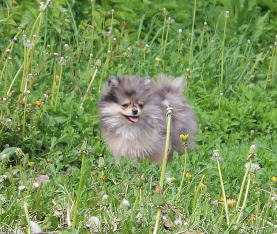 Собаки в Москве: шпиц мерль щенки Девочка, 25 000 руб. - фото 3