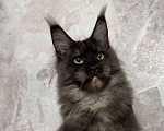 Кошки в Санкт-Петербурге: Девочка Девочка, 10 000 руб. - фото 2