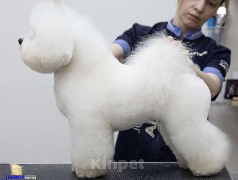 Собаки в других городах Московской области: ВЯЗКА БИШОН -ФРИЗЕ Мальчик, 1 руб. - фото 1