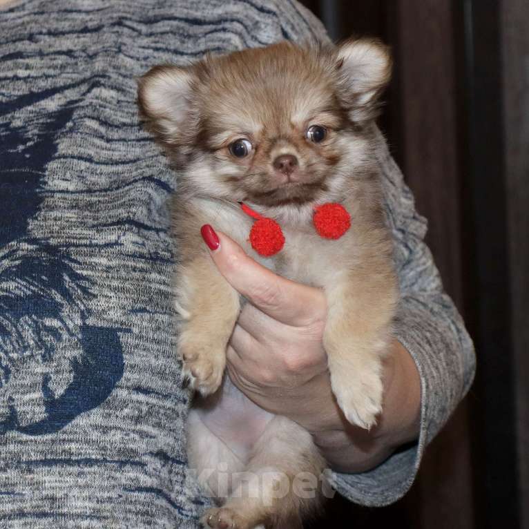 Собаки в Москве: кукольная ДЕВОЧКА Девочка, 100 000 руб. - фото 1