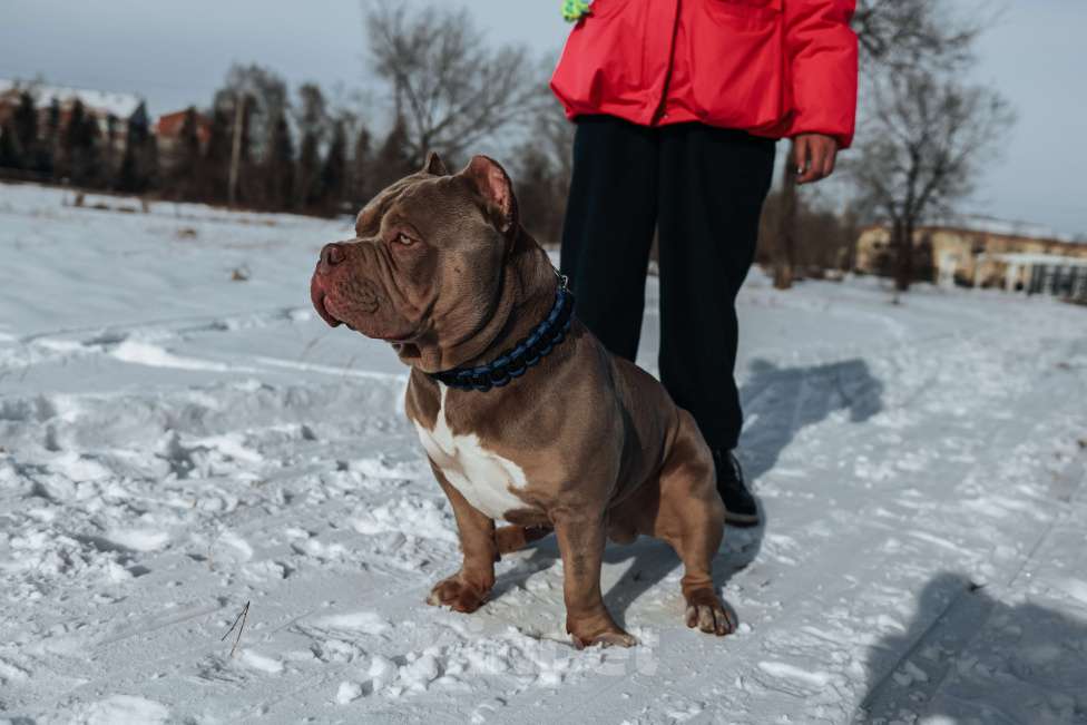 Собаки в Черногорске: Кобель на вязку Мальчик, 100 000 руб. - фото 6
