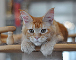 Кошки в Одинцово:  Рыжая красотка Джиджи Девочка, 30 000 руб. - фото 9